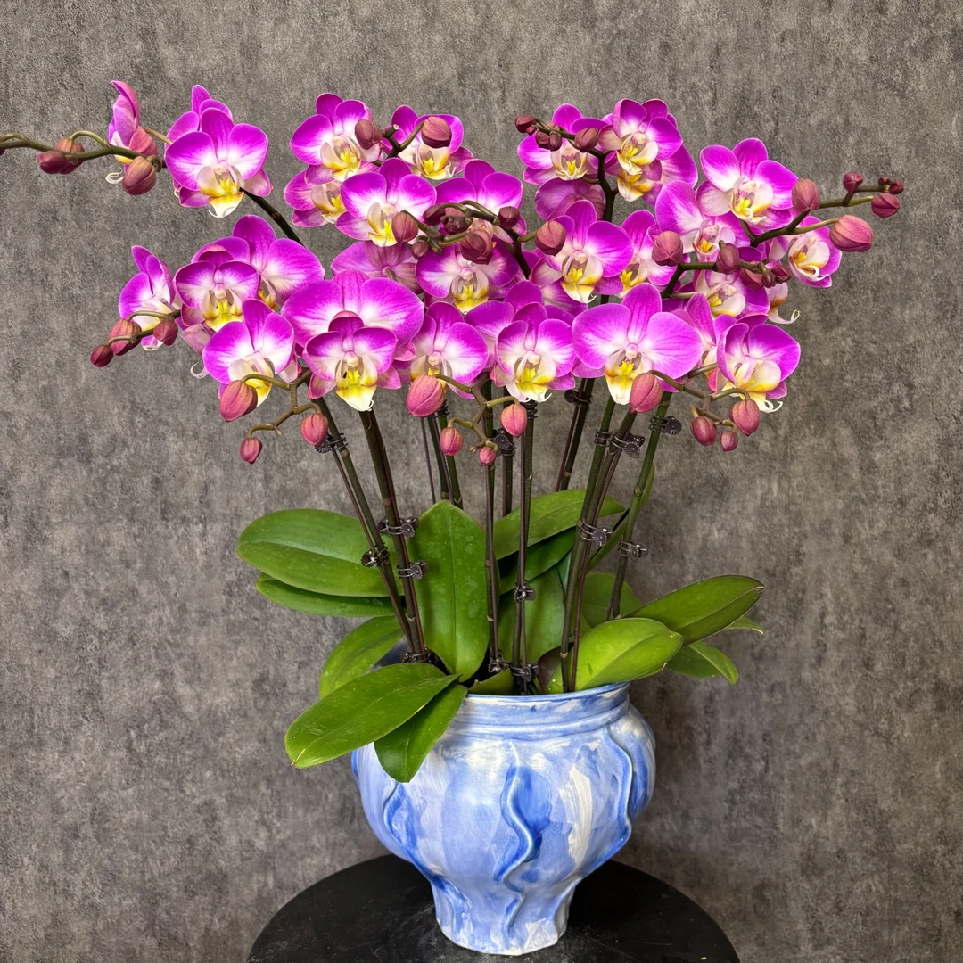 【雪山飞狐-蝴蝶兰】鲜花绿植 好养花期长 送礼装饰 室内观赏花