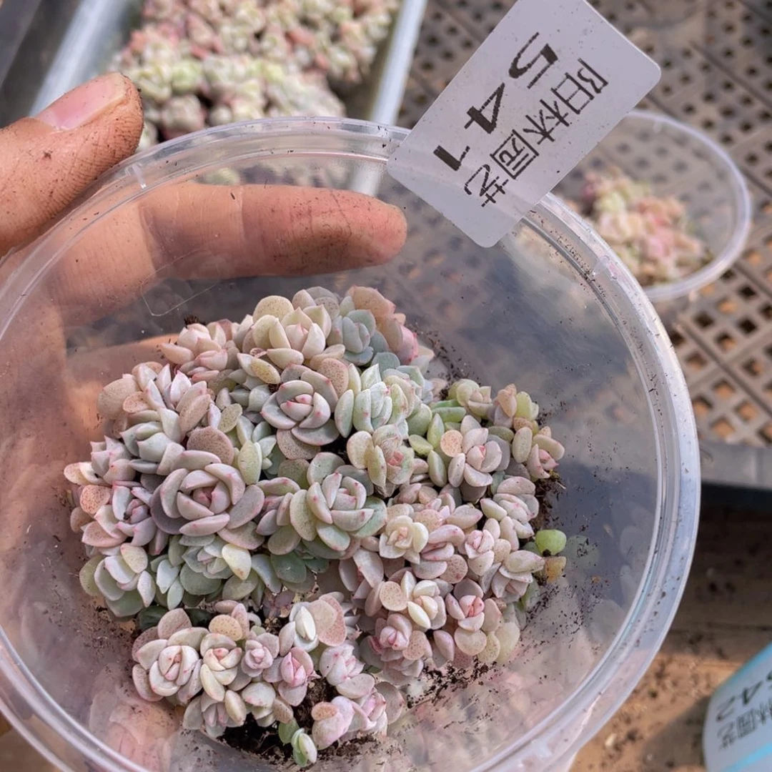 量拍多肉植物多肉植物541