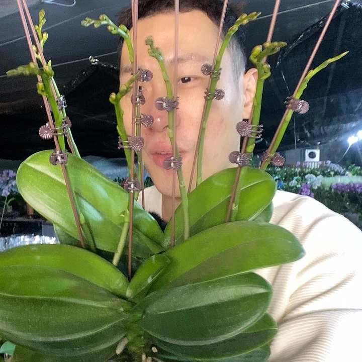 无花朵5寸白天鹅带花剑