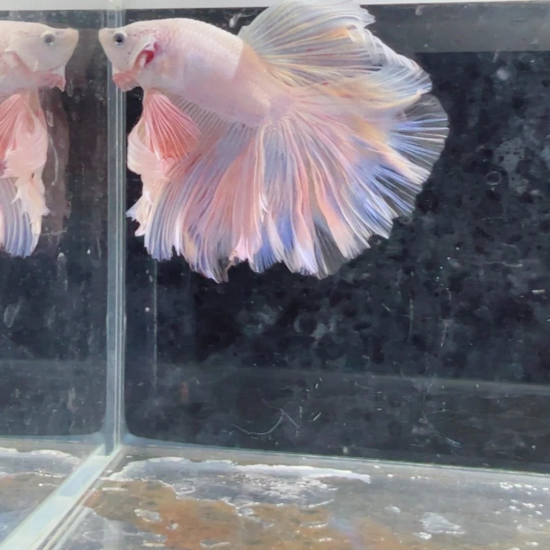 斗鱼浅色特殊尾hhhh