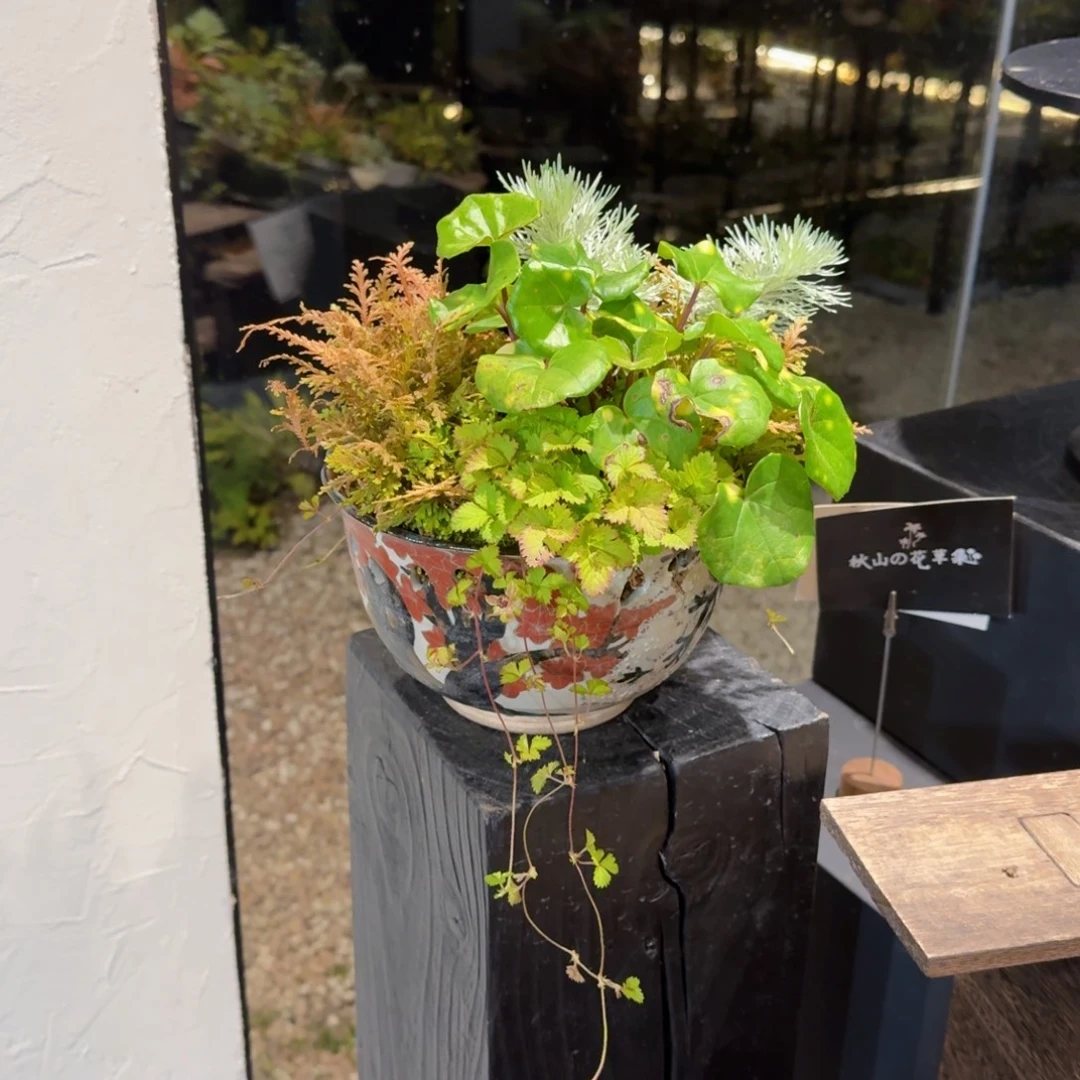 无花朵山野草日本盆器