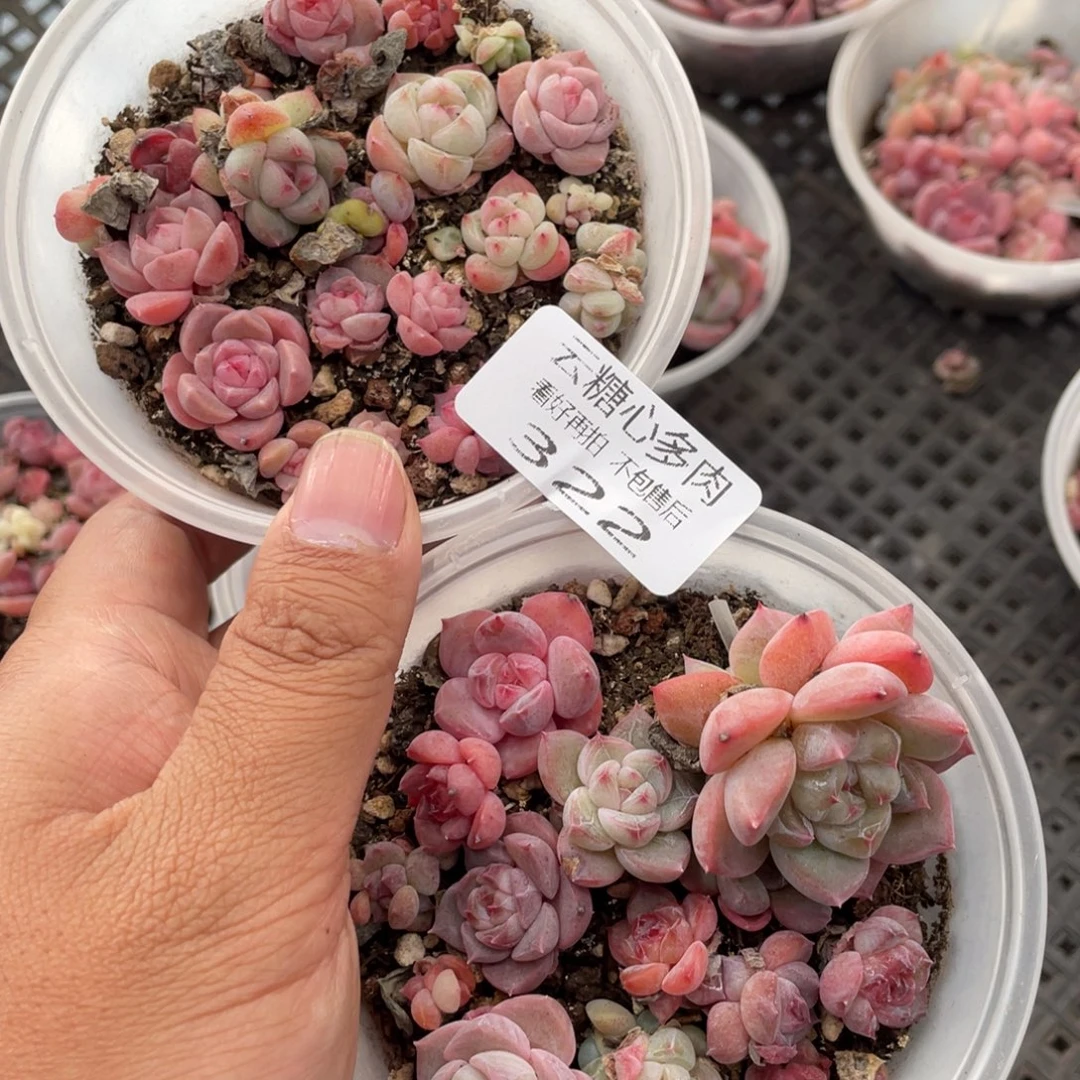 云糖心多肉植物322