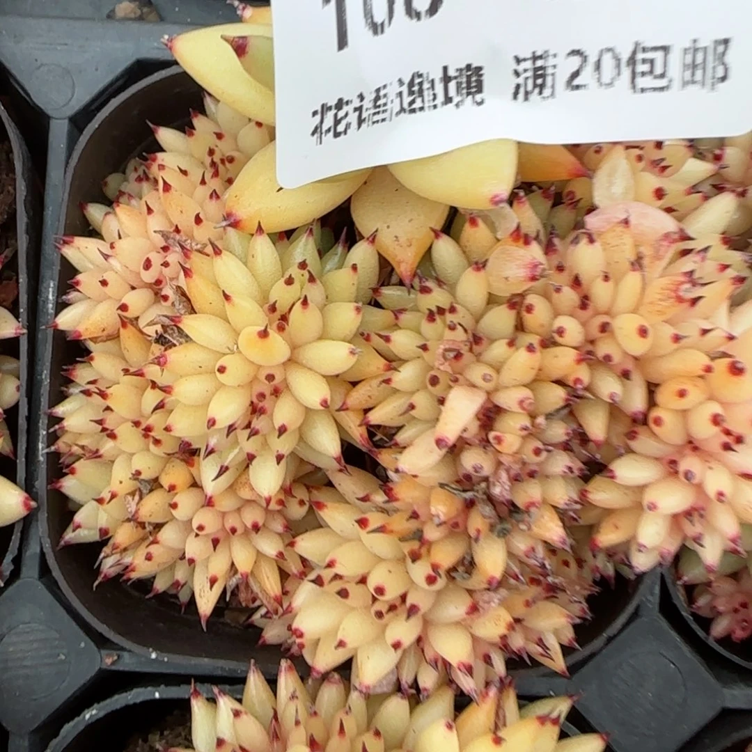 花语逸镜0129-108