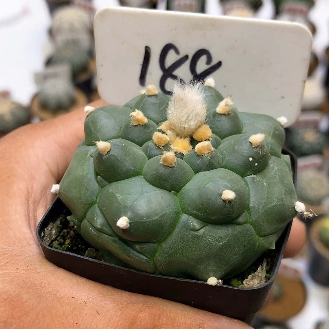 188福利特价来了哦亲