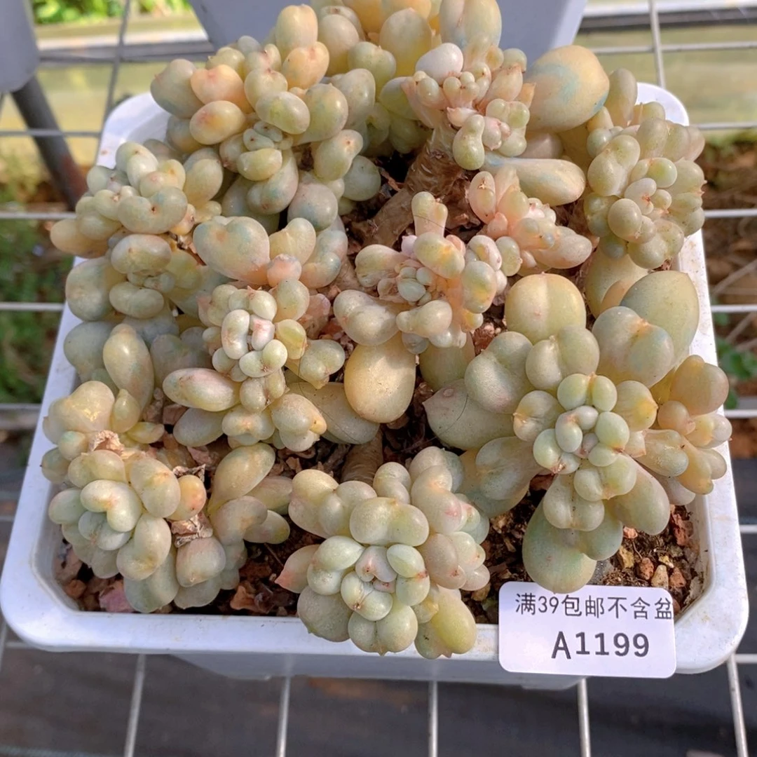 比尔盖茨13cm1199多肉植物