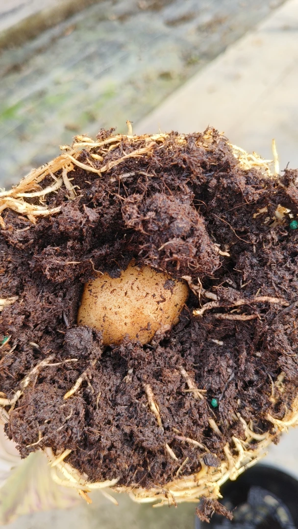 彩叶芋种球一物一拍