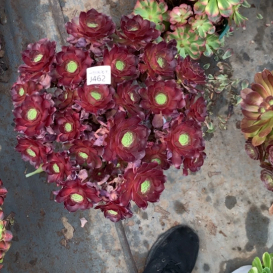 【闪购商品】二**姨愧金玫瑰462