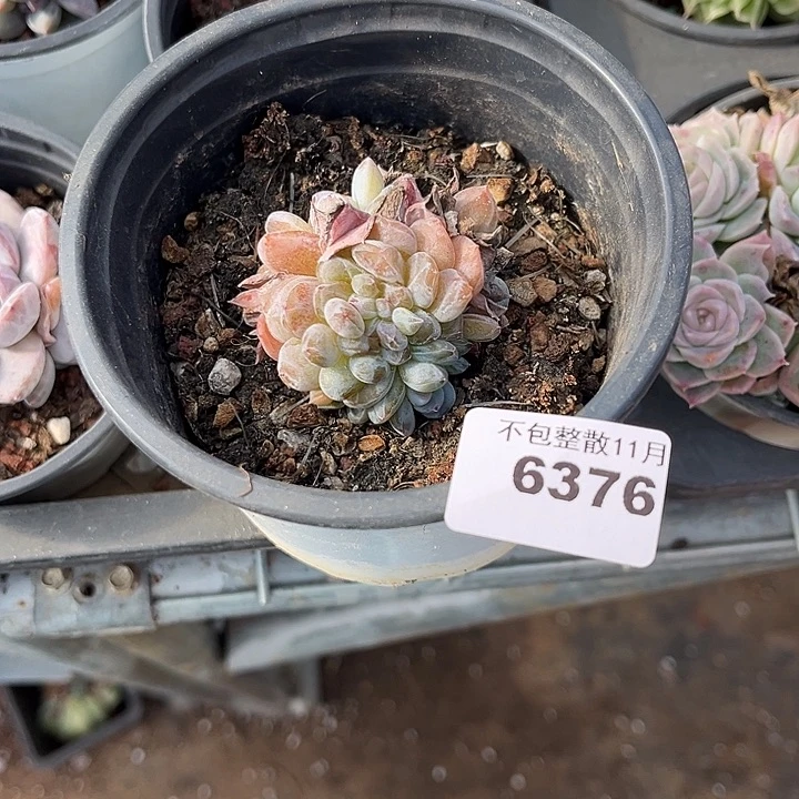 阿雅园艺。       6376星影缀