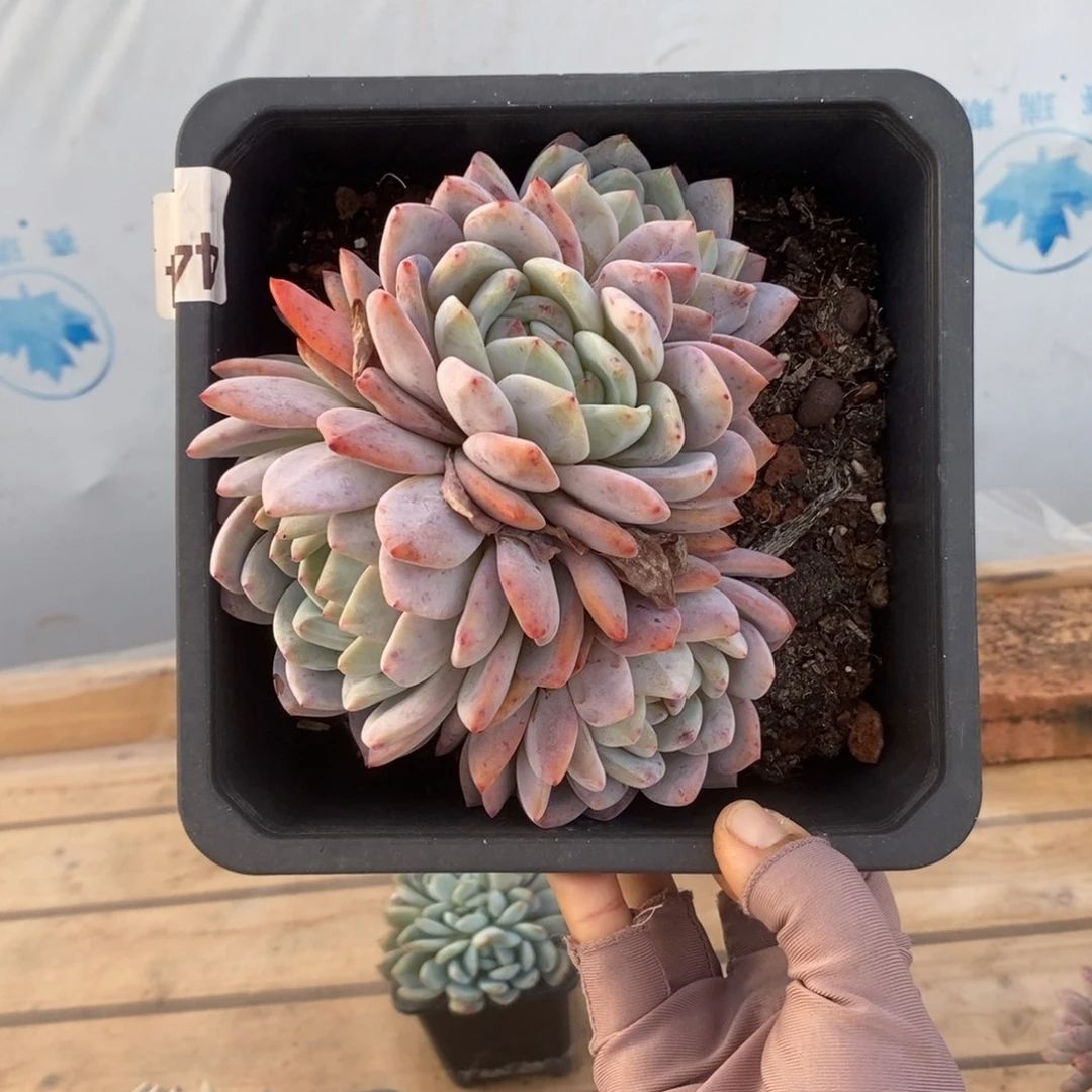 4424橙梦露一物一拍