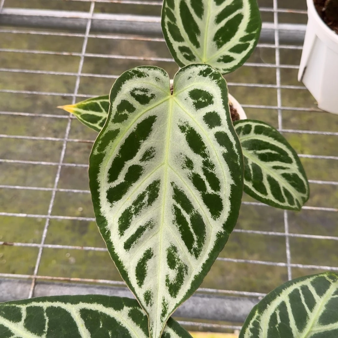 不开花植物银杂撕裂