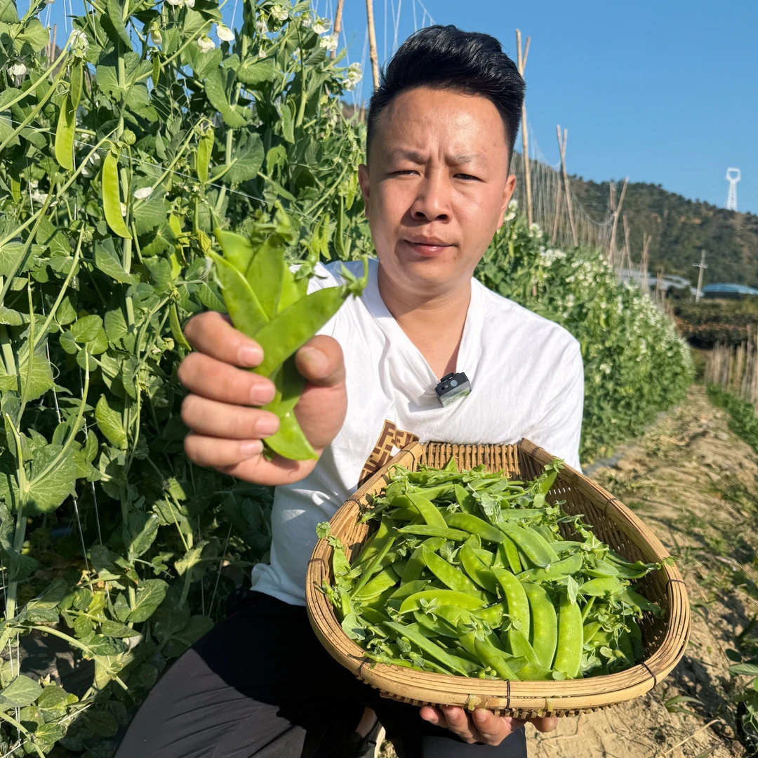 【欧会长甄选】现摘荷兰豆新鲜脆甜青豆当季蔬菜豌豆角/3/5斤