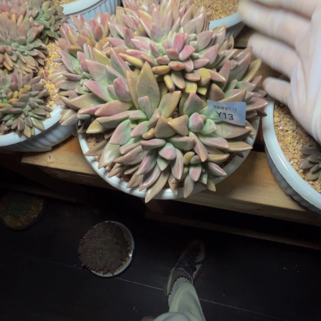 y13桃花源缀化呀呀呀呀