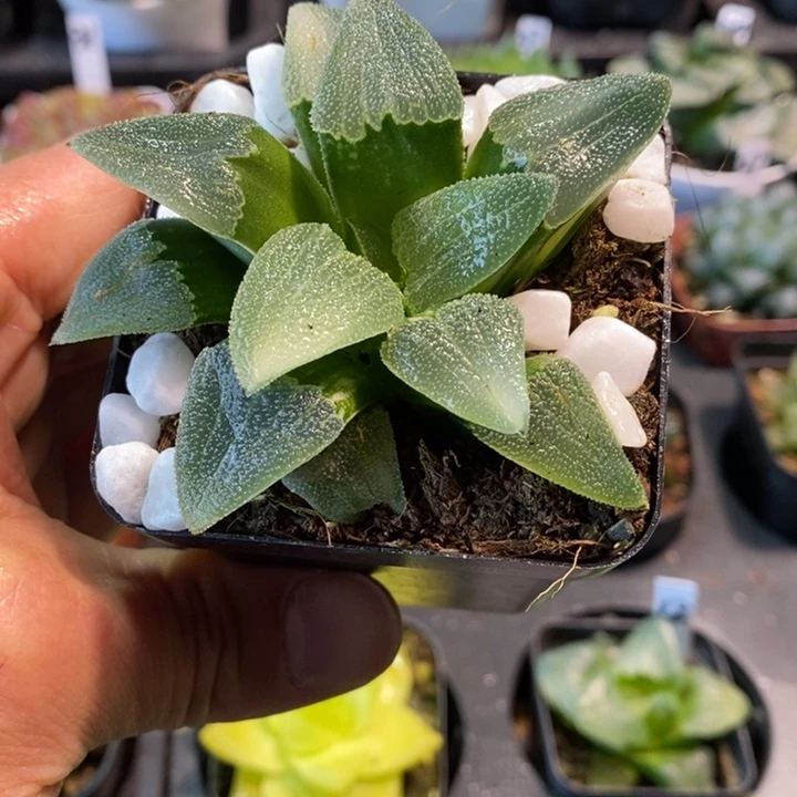 磨面寿玉露多肉植物