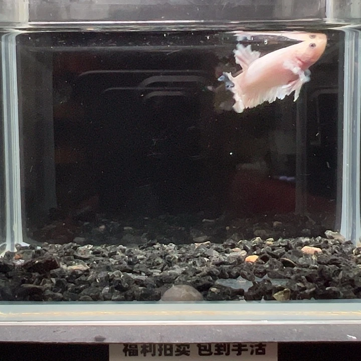 斗鱼一单包邮14日75