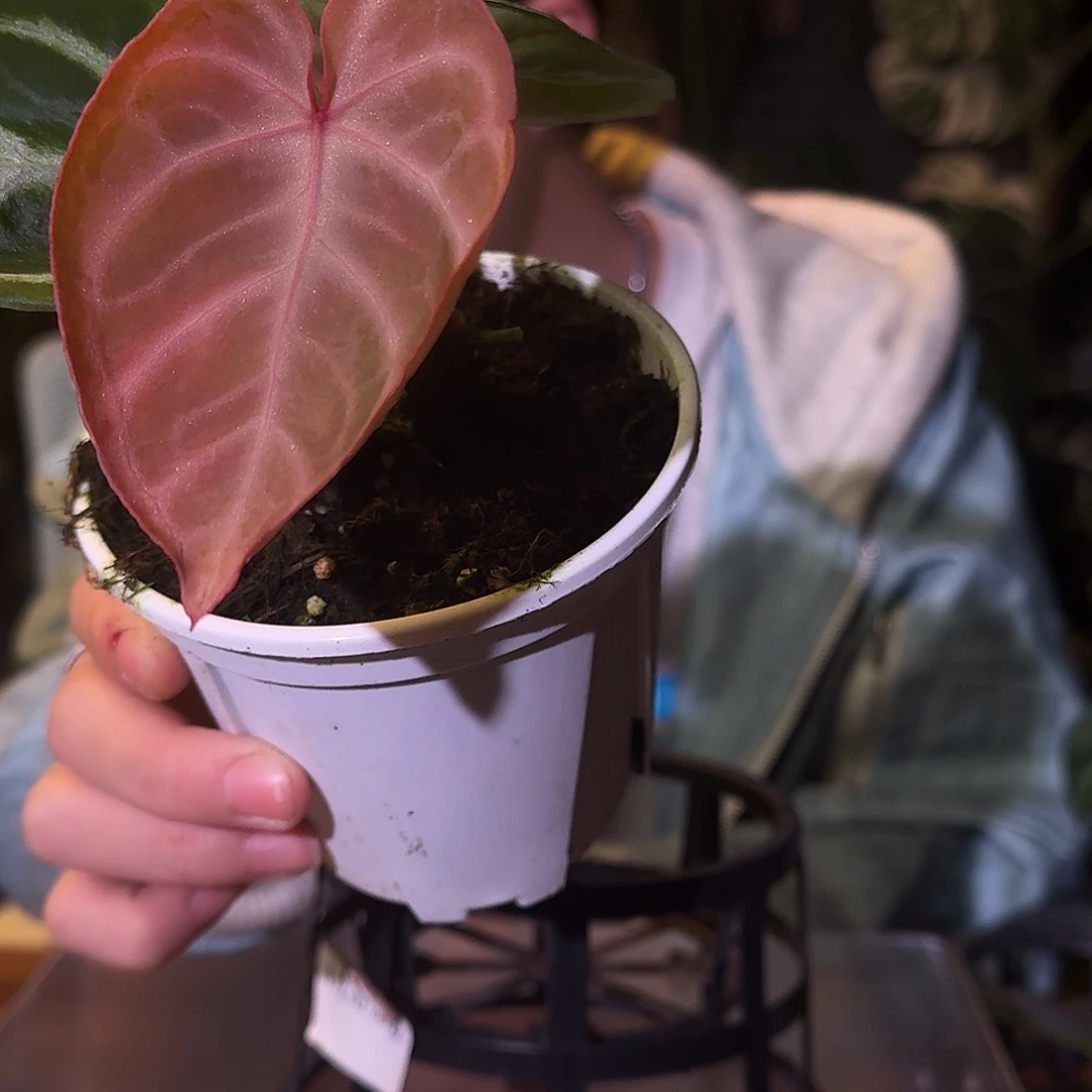 不开花植物D43skg银红杂阿波罗