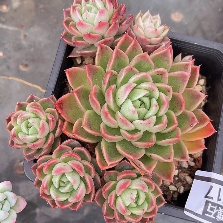 红女巫1617多肉植物