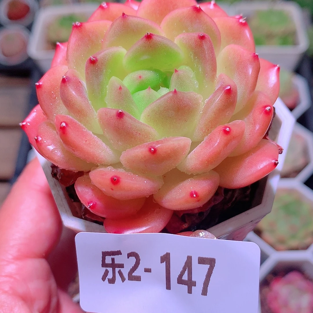乐然2-147 灵翠单头