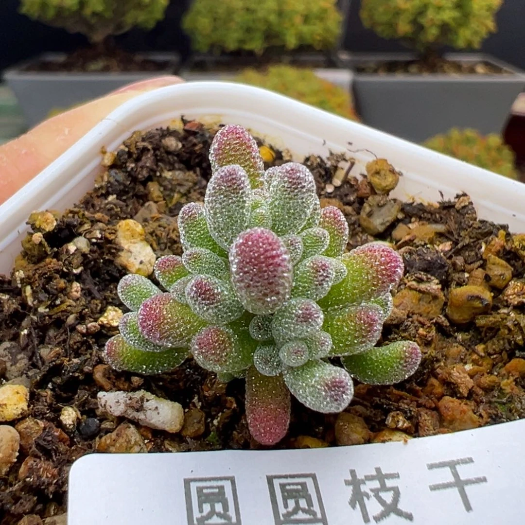 dy5516实生紫冰晶冠幅2.3cm