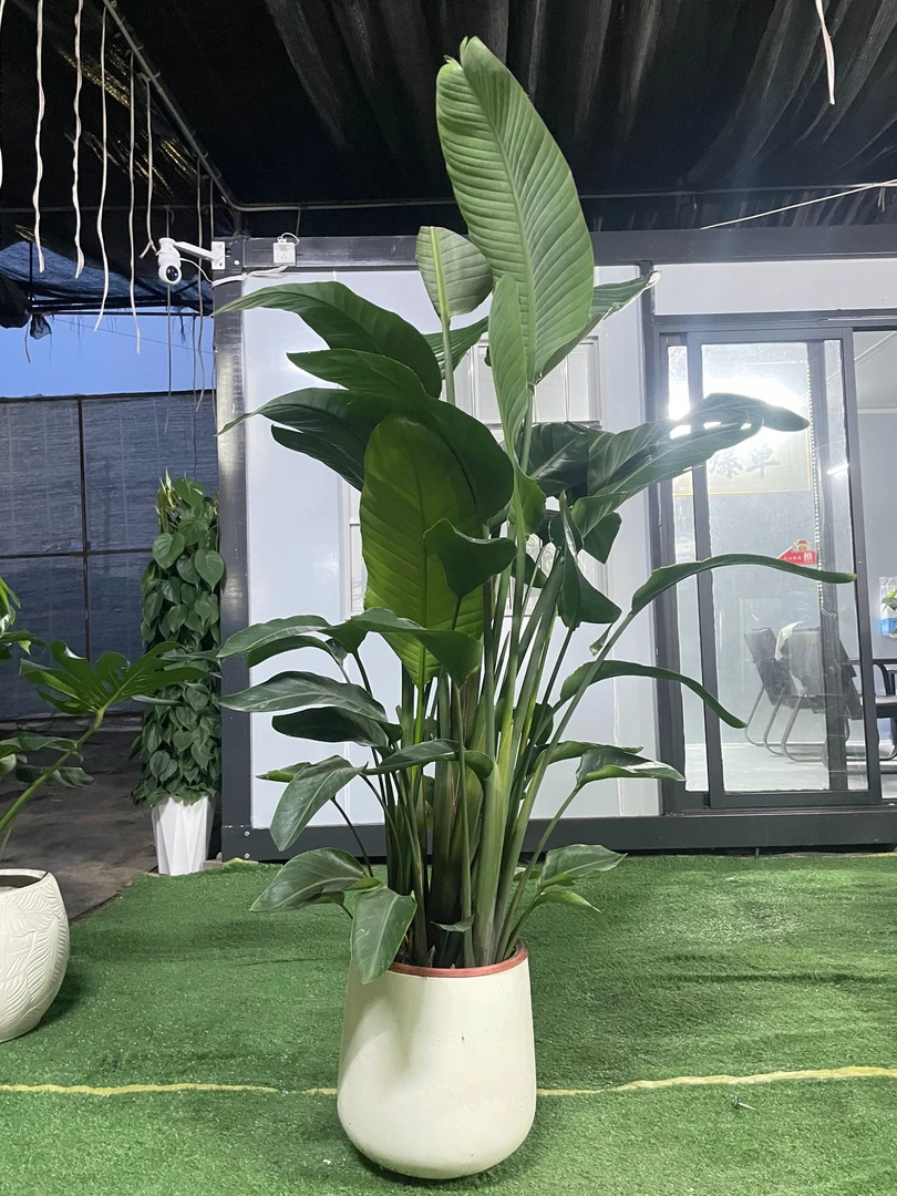 高品质天堂鸟【送镁水泥盆】吸甲醛花卉绿植盆栽室内好养净化空气