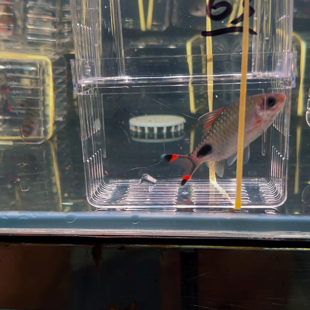 工具鱼黑影鱼鱼鱼63