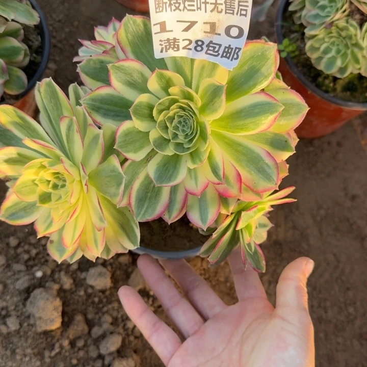 1710二号棚玉芙蓉A