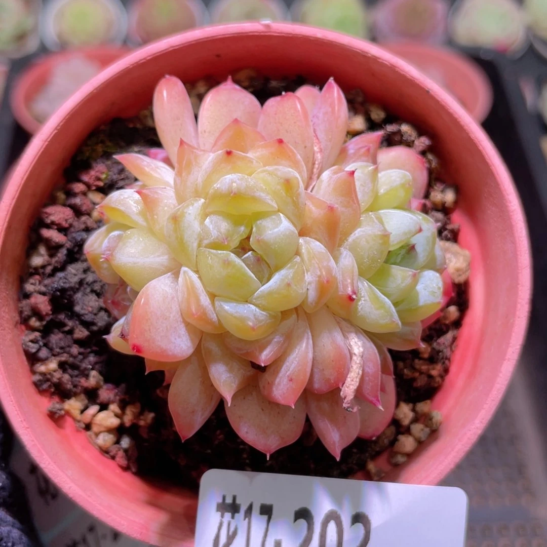 花利美17-202秋池