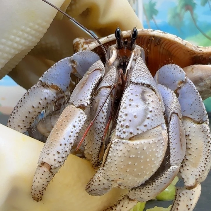 A38芋泥色 马深3.0cm口径