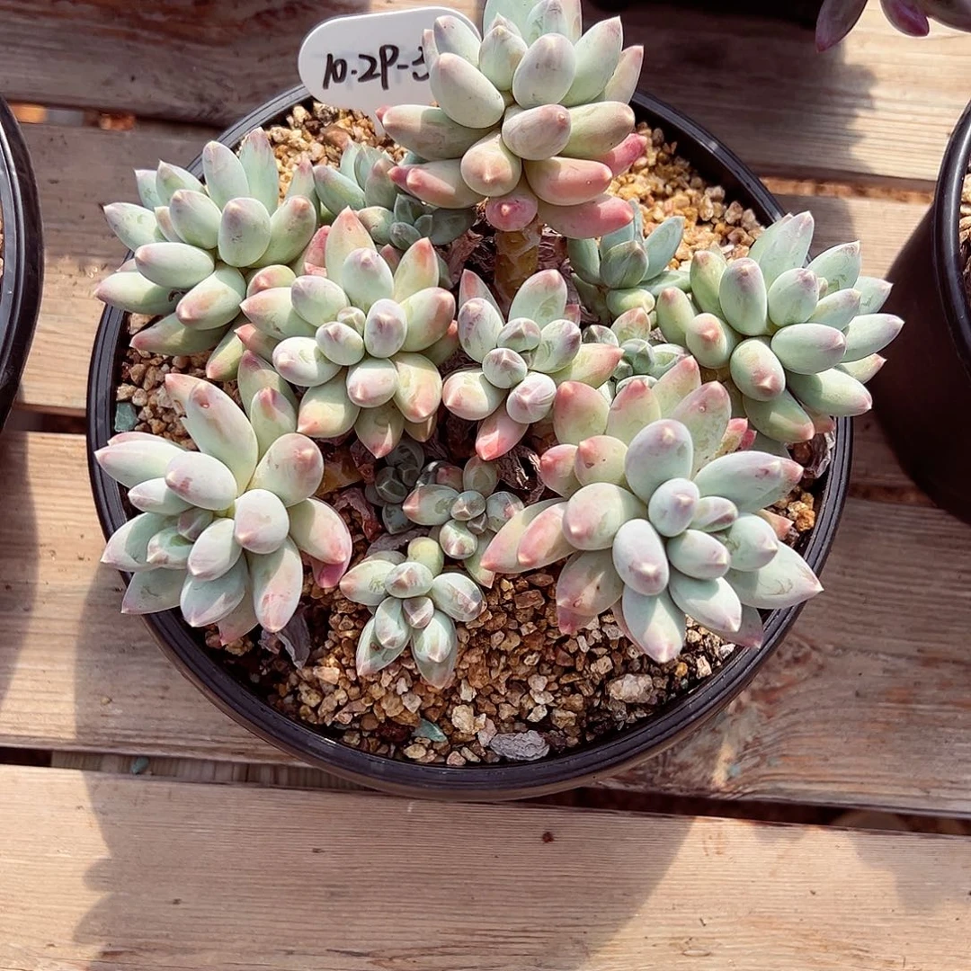 大***月1029-36星空美人。