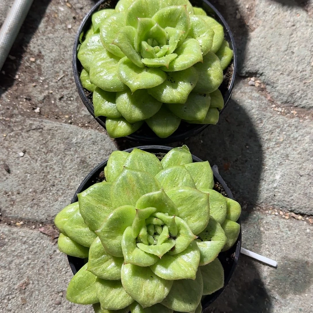 蔷薇玛丽亚多肉植物