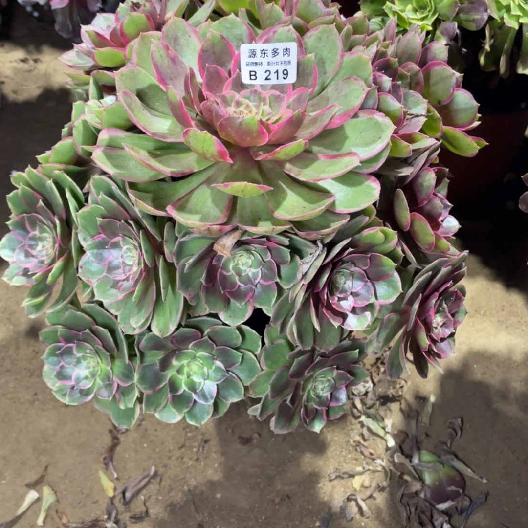 219粉花妖多肉法师断枝不包