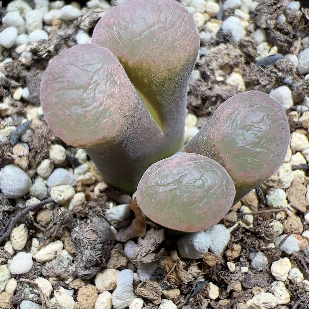 【闪购商品】281 风铃