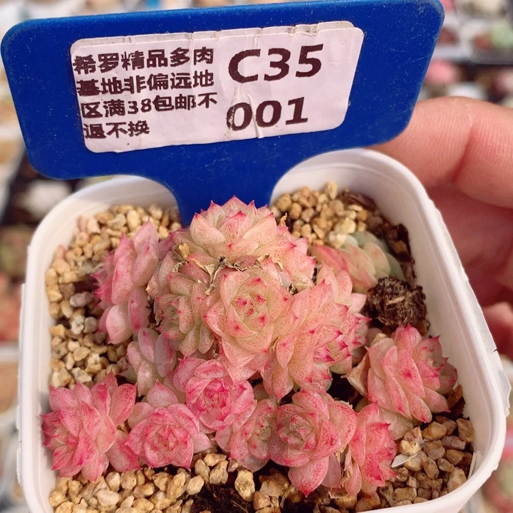 麦秆6cm不包整群