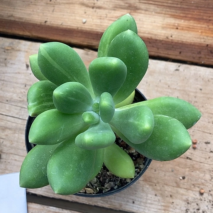 金蝉锦多肉植物多肉