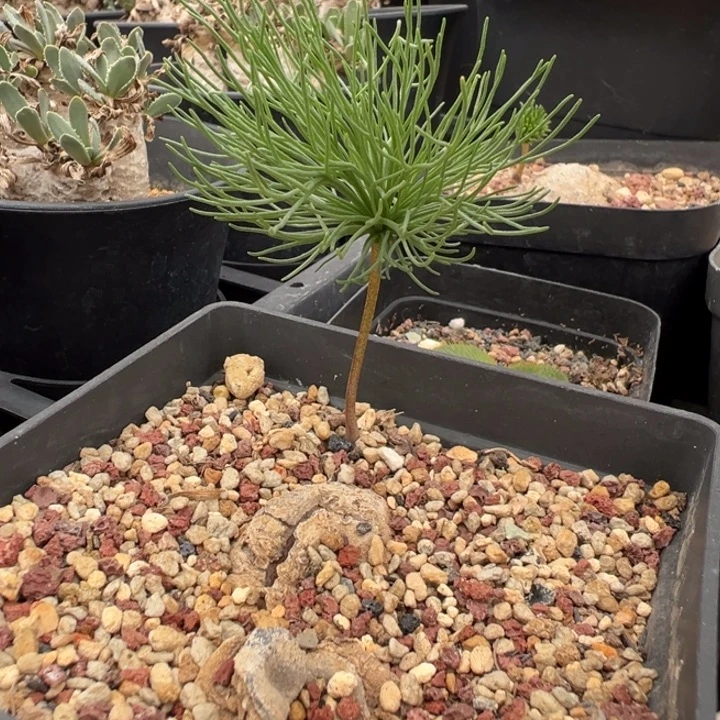 实生根雾冰玉多肉植物带盆土