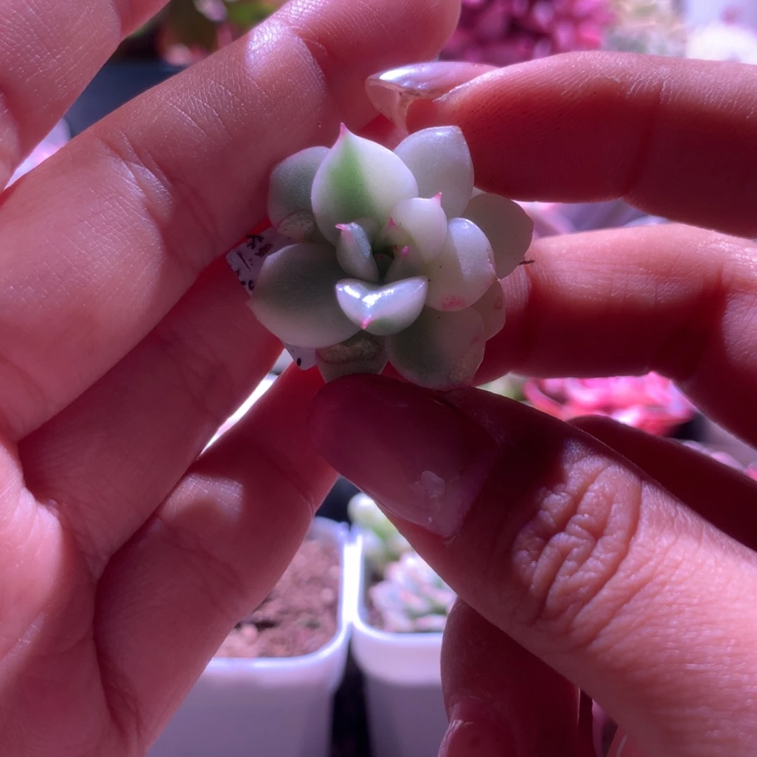 八戒锦砍头无根无根