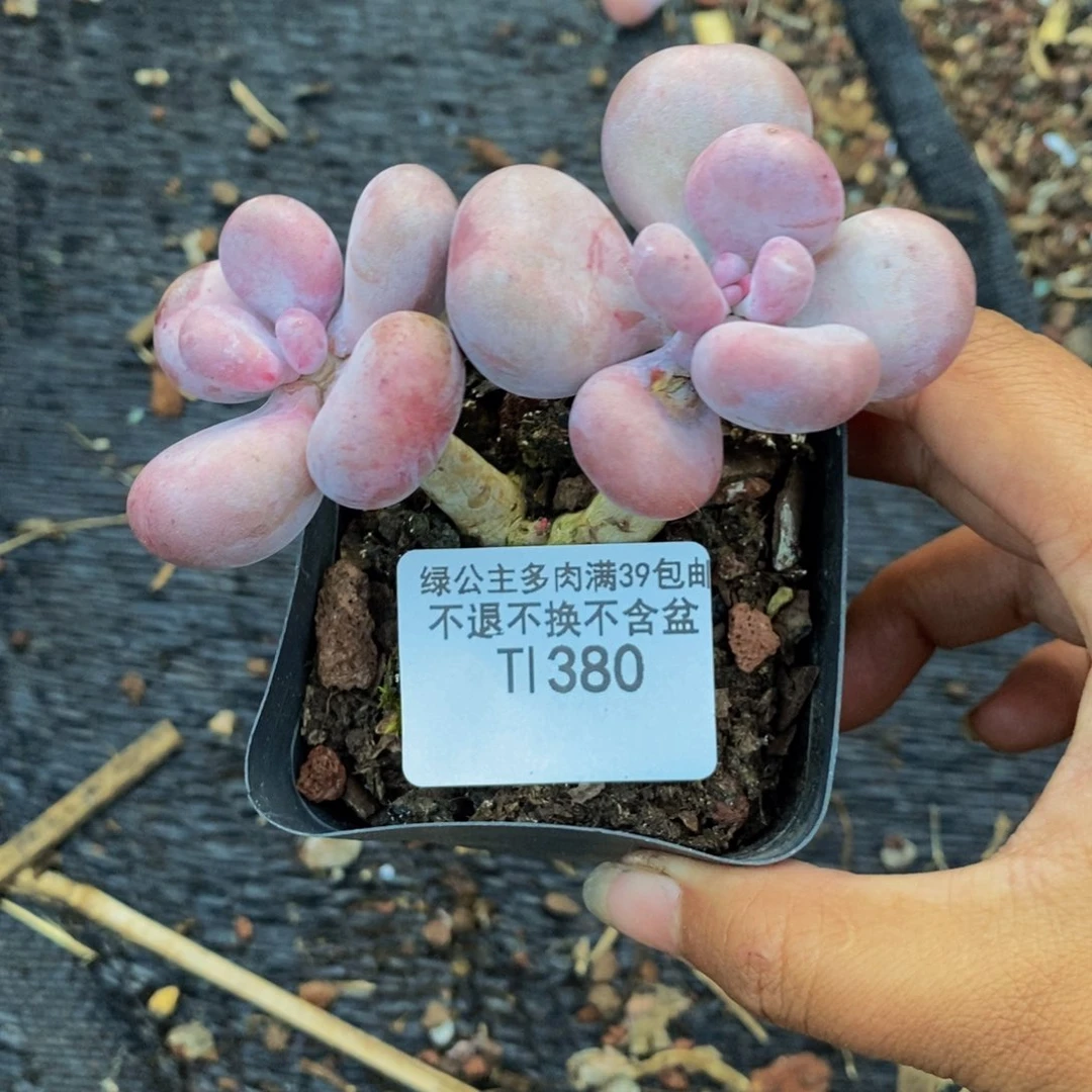 歡*এ380彩虹奶多肉6cm