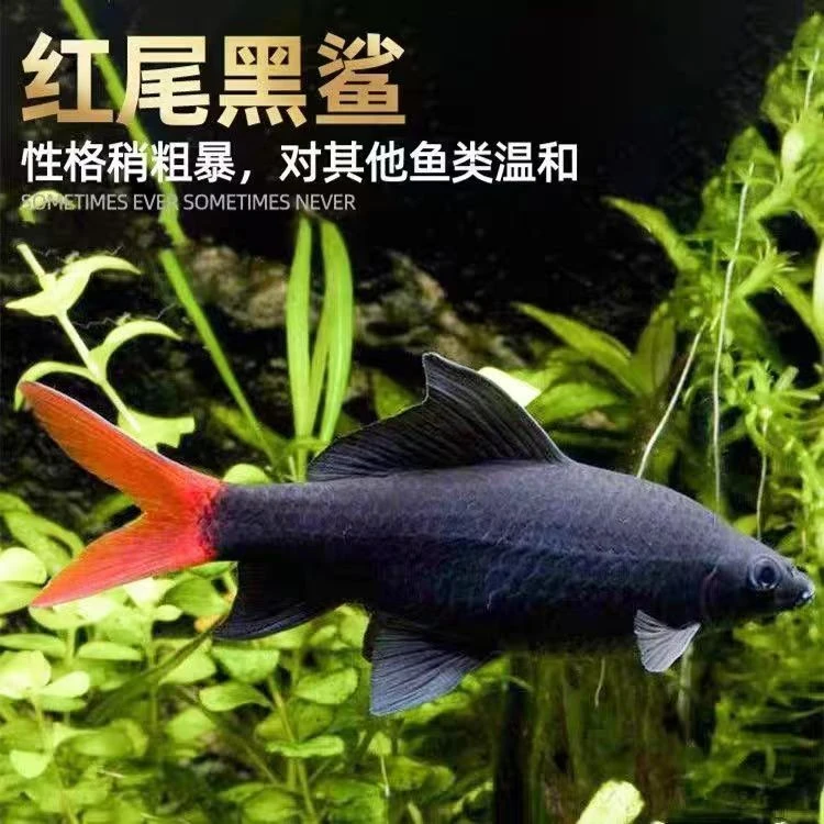 彩虹鲨可混养清洁鱼工具鱼清道夫观赏鱼红米奇外塘小精灵群游