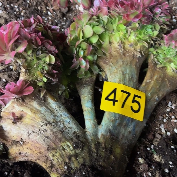 为**醉多肉植物福利475