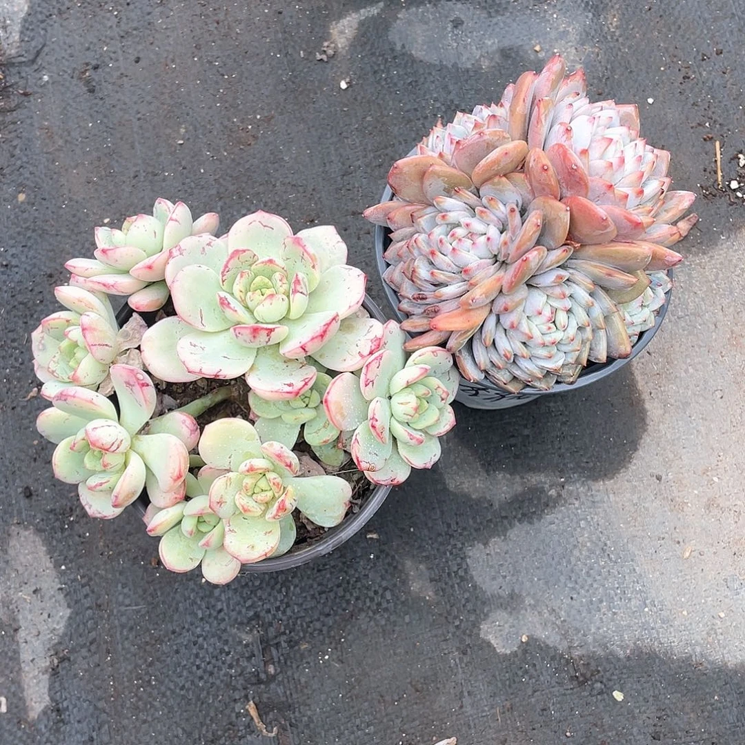 子***月香草加玉芙蓉群生带盆发货