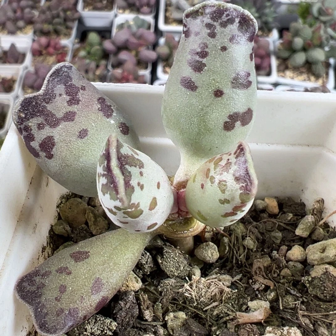 猫耳海豹单头纯木质桩多肉植物水泡