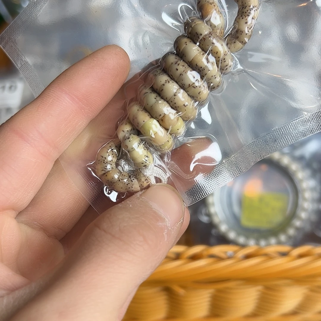 星月菩提吊坠6火烧云小肠有色差有连星，806