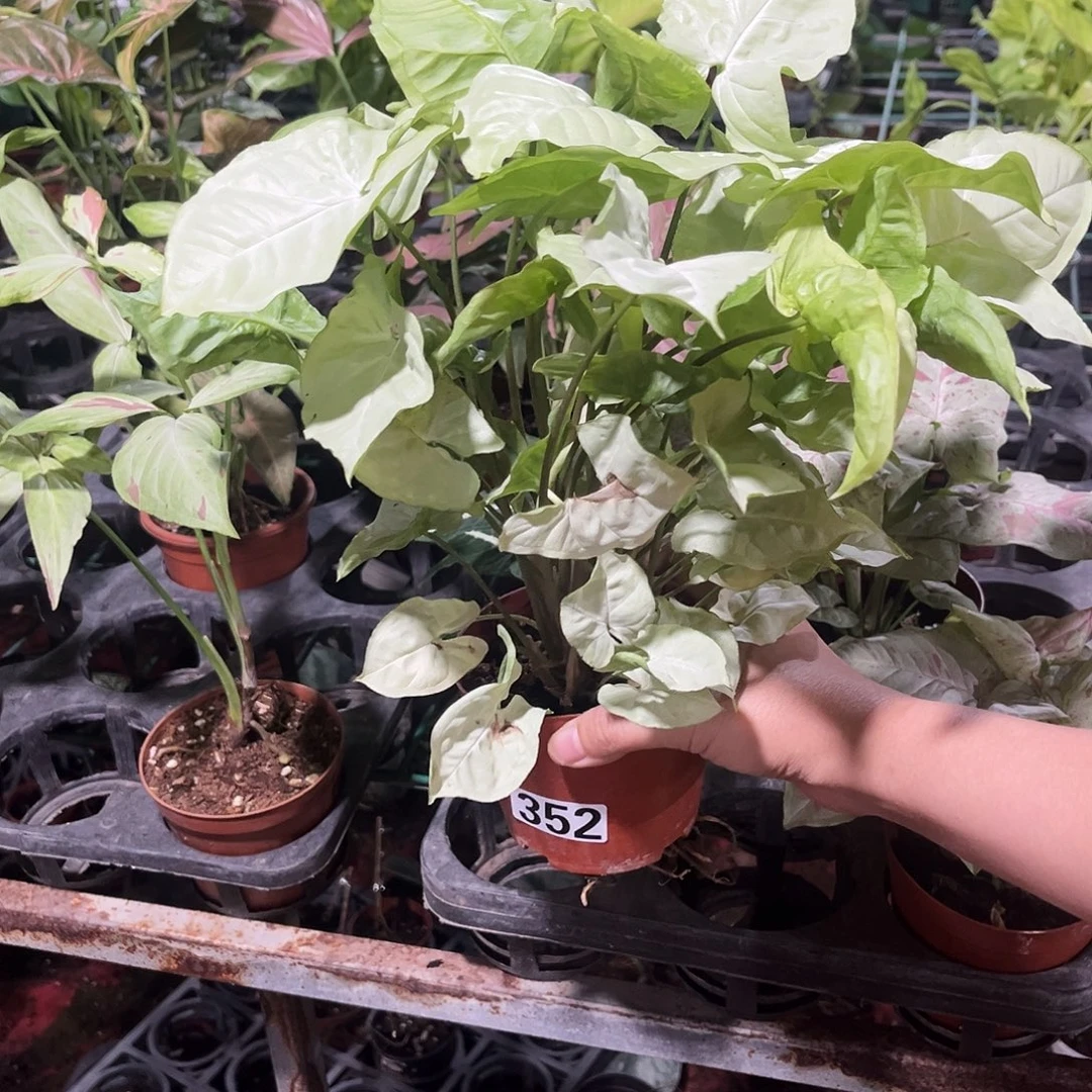 完全开放352 白蝴蝶合果芋