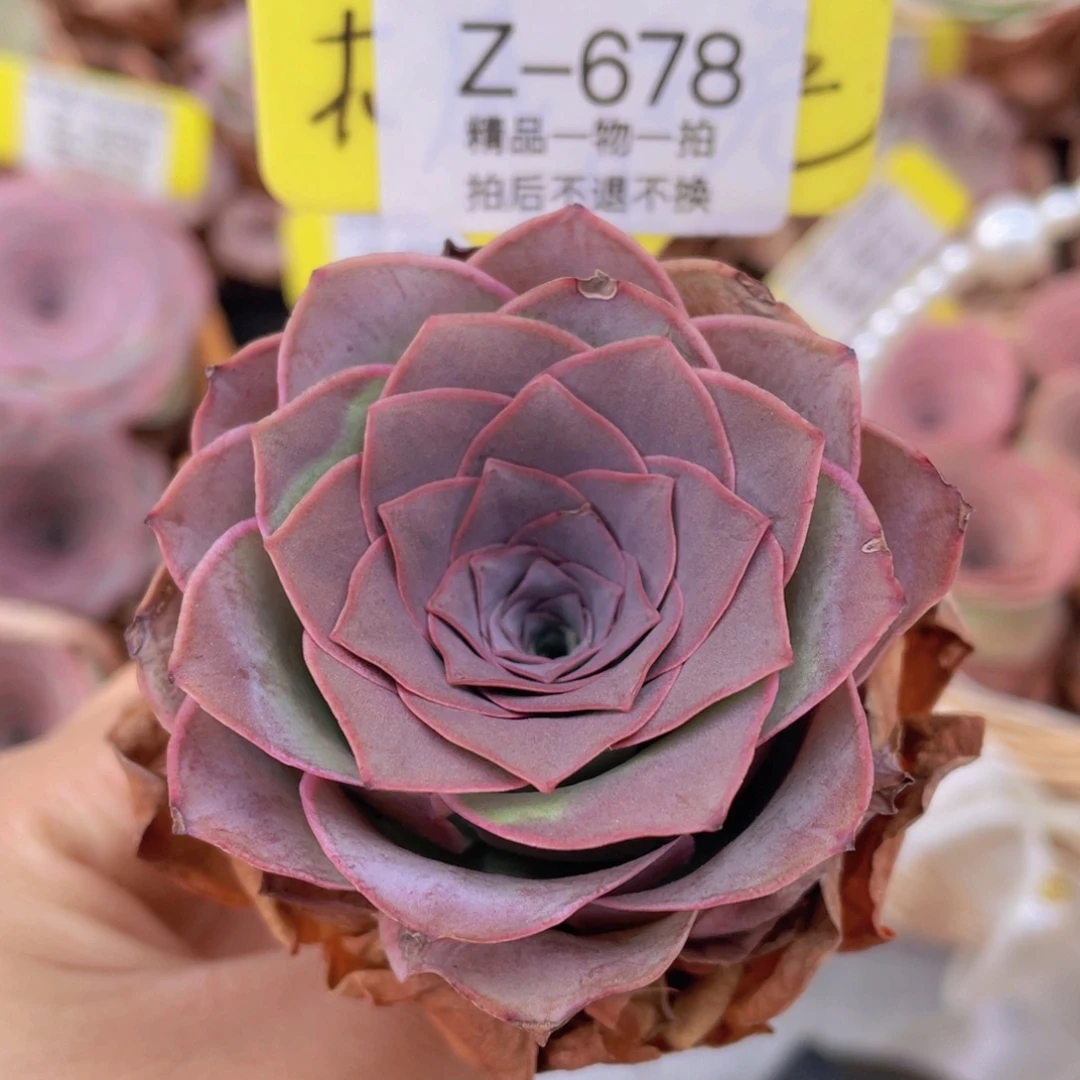 山地玫瑰Z678断枝不包损不售后