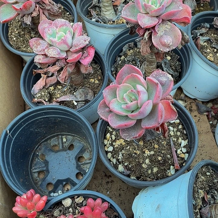 处理托土发雨滴托土