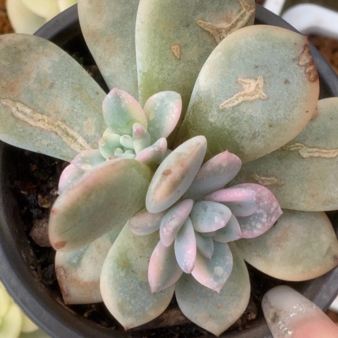 橙子锦锦锦锦锦锦