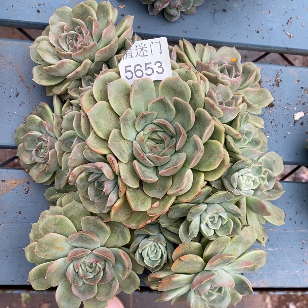 咖***辣杂交精品多肉5653~18厘米