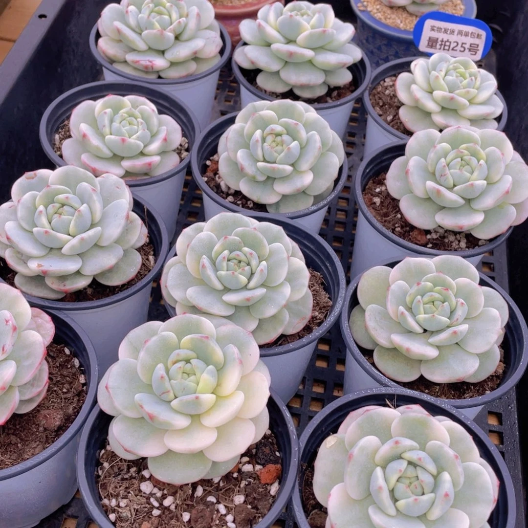 量拍25号 香草锦单头一个