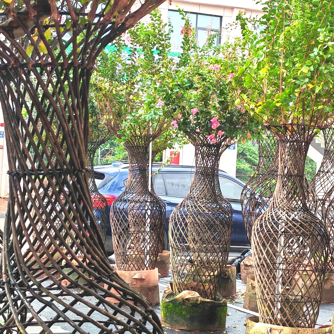 庭院植物 紫薇花瓶