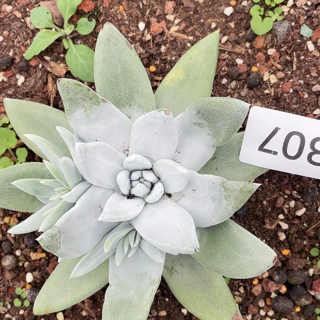 大花朵苹果叶杂拇指8307