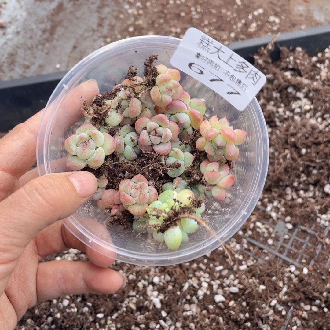 糕大上多肉植物677